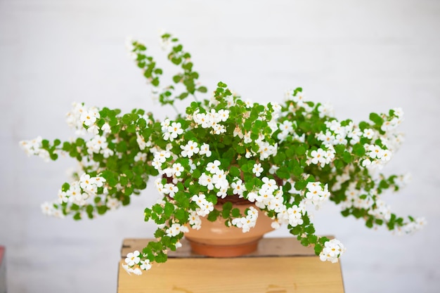 Bellissimo cespuglio con fiori bianchi in un vaso di fiori sulla strada.