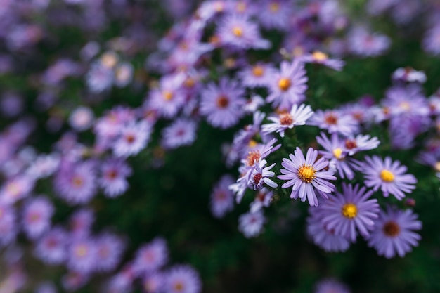 Bellissimo cespuglio di fiori viola