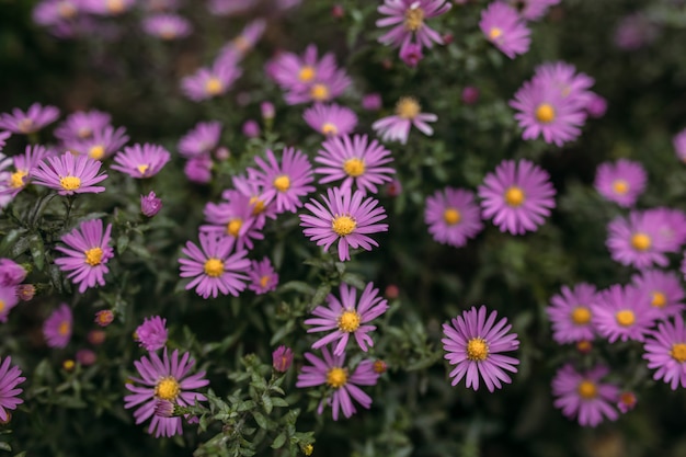 Bellissimo cespuglio di fiori viola