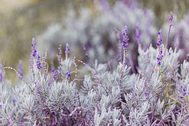 Bellissimo cespuglio di lavanda viola estate nel campo