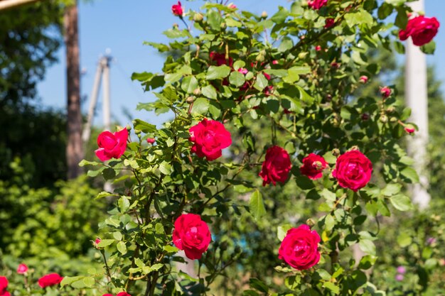 Bellissimo cespuglio di rosa rossa in un giardino