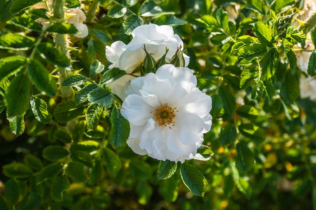 Bellissimo cespuglio di rose bianche in un giardino estivo