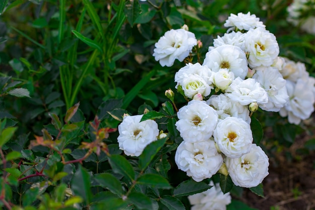 Bellissimo cespuglio di rose bianche in un giardino primaverile.