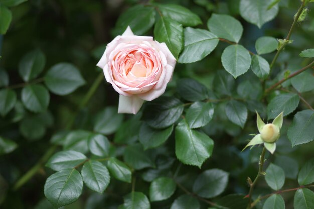 Bellissimo cespuglio di rose rosa in un giardino primaverile Primo piano di un fiore rosa che sboccia all'aperto Rosa rosa nel giardino a giornata di sole