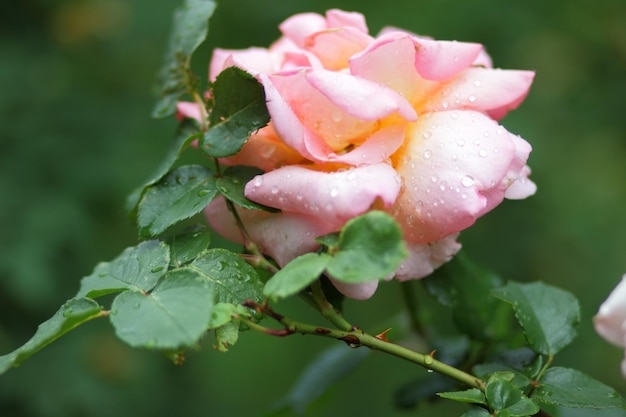 Bellissimo cespuglio di rose rosa in un giardino primaverile Primo piano di un fiore rosa che sboccia all'aperto Rosa rosa nel giardino a giornata di sole