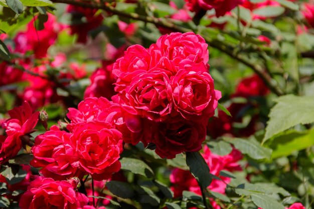 Bellissimo cespuglio di rose rosse in giardino