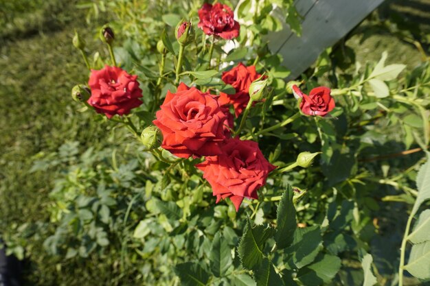 Bellissimo cespuglio di rose rosse nel parco