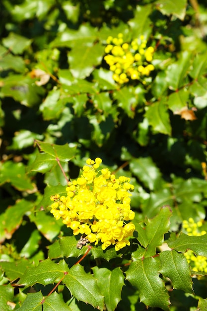 Bellissimo cespuglio verde con fiore giallo da vicino