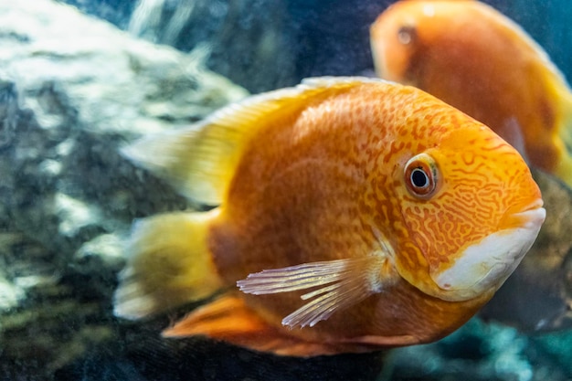 Bellissimo ciclide pappagallo rosso arancio brillante in un acquario. Ciclasoma. Avvicinamento. Messa a fuoco selettiva.