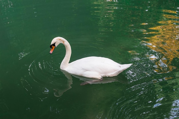 Bellissimo cigno bianco solitario sullo stagno nell'arboreto