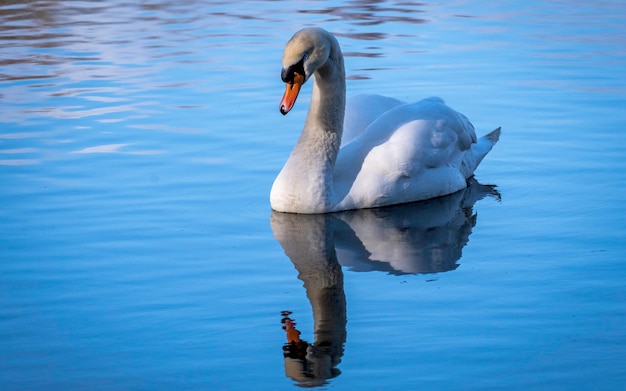 Bellissimo cigno bianco su uno stagno al mattino.