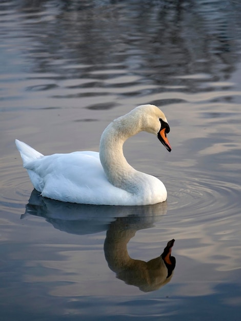 Bellissimo cigno bianco sull'acqua con la riflessione