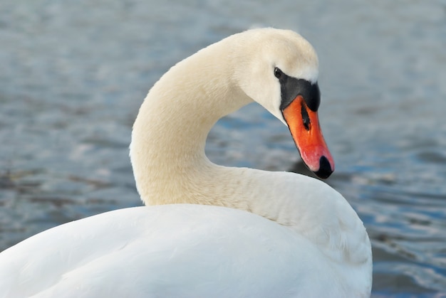 Bellissimo cigno bianco sull'acqua.