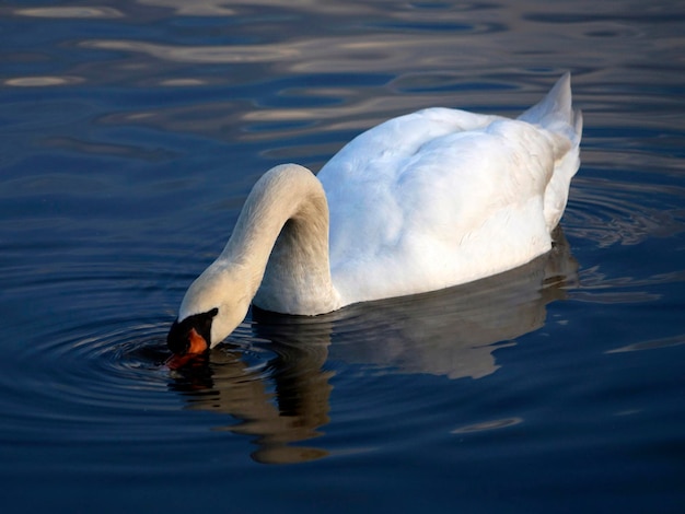 Bellissimo cigno bianco sulla superficie dell'acqua potabile