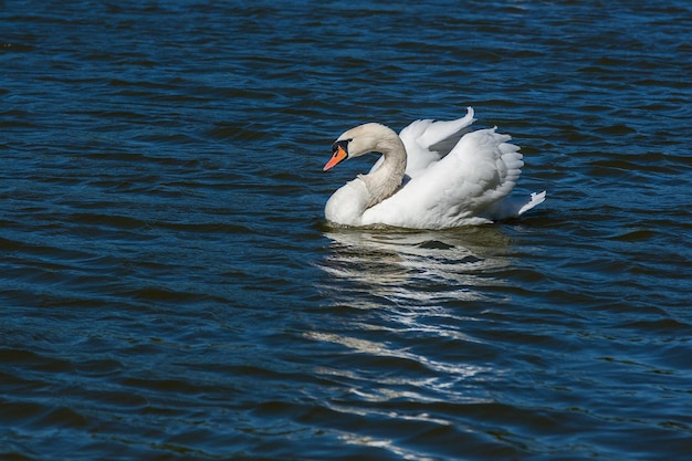 Bellissimo cigno galleggia sul lago da vicino