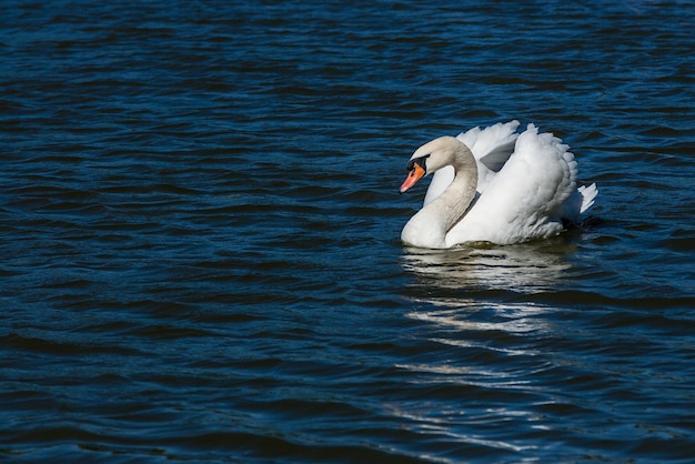 Bellissimo cigno galleggia sul lago