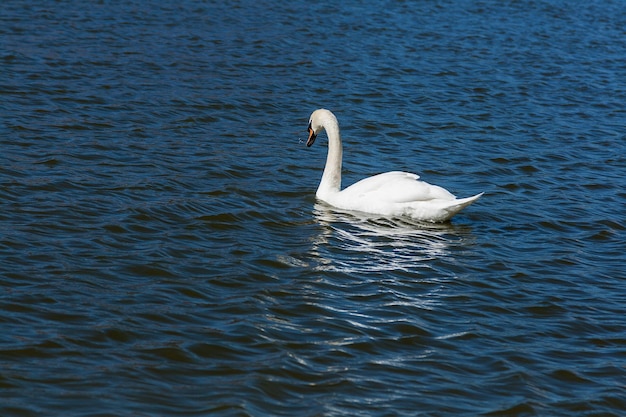 Bellissimo cigno galleggia sul lago