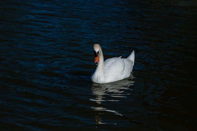 Bellissimo cigno galleggia sul lago