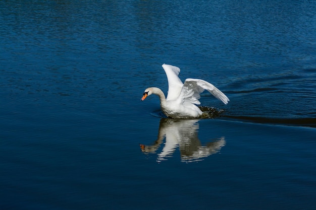 Bellissimo cigno galleggia sul lago