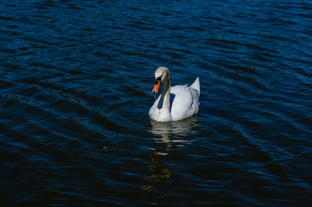 Bellissimo cigno galleggia sul lago