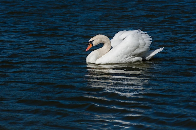 Bellissimo cigno galleggia sul lago