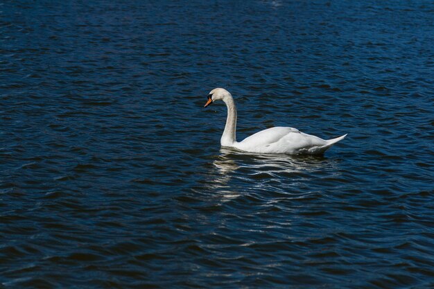 Bellissimo cigno galleggia sul lago