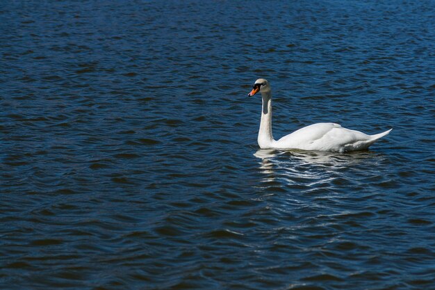 Bellissimo cigno galleggia sul lago