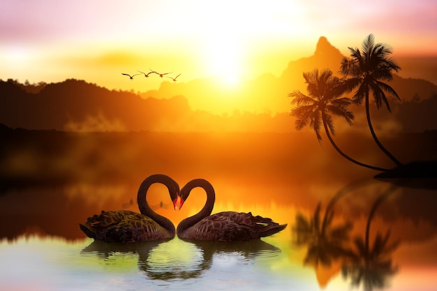 bellissimo cigno nero a forma di cuore al tramonto del lago concetto di uccello d'amore