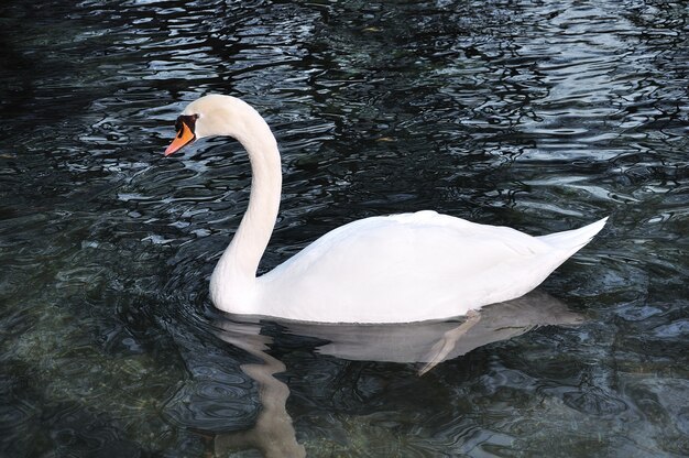 Bellissimo cigno sul lago