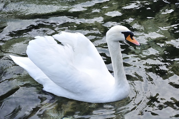 Bellissimo cigno sul lago