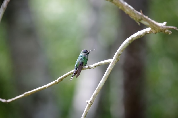 Bellissimo colibrì che prende acqua nella natura