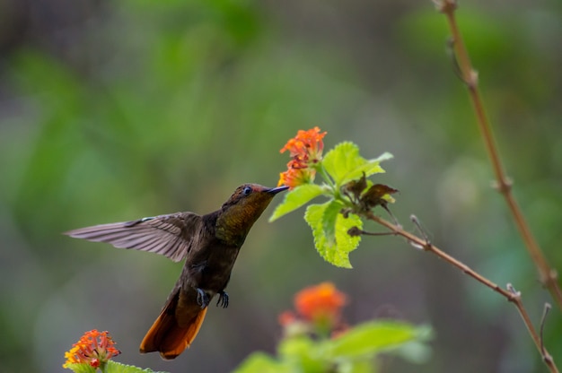 bellissimo colibrì nutrendosi del nettare dei fiori