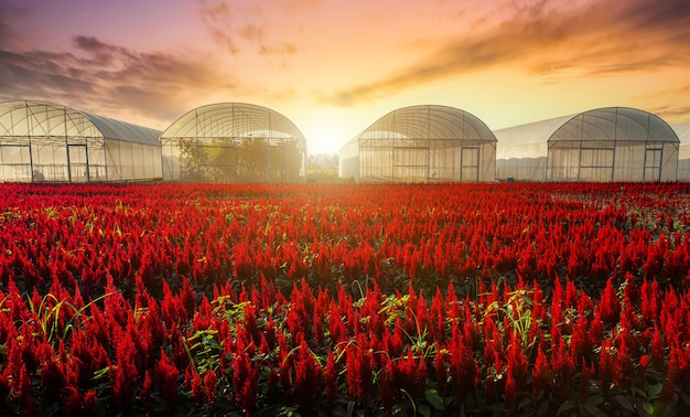 Bellissimo colorato rosso o rosa cresta di gallo Celosia fiori modello fattoria che fiorisce nel giardino drammatico cielo al tramonto dello sfondo della natura in Kamphaeng Phet, Thailandia