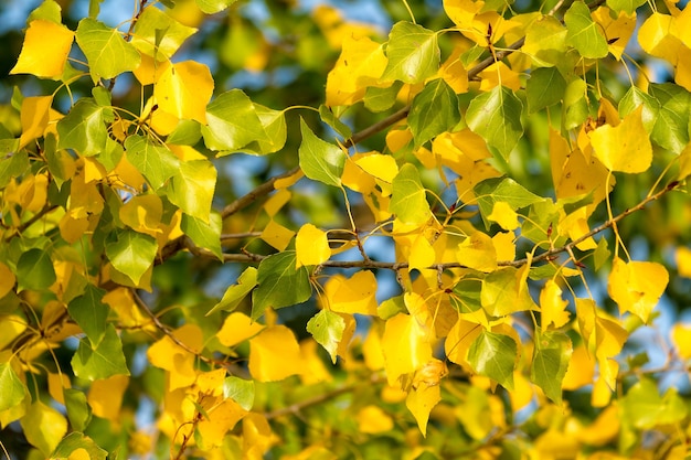 Bellissimo colore autunnale foglie in un albero di pioppo