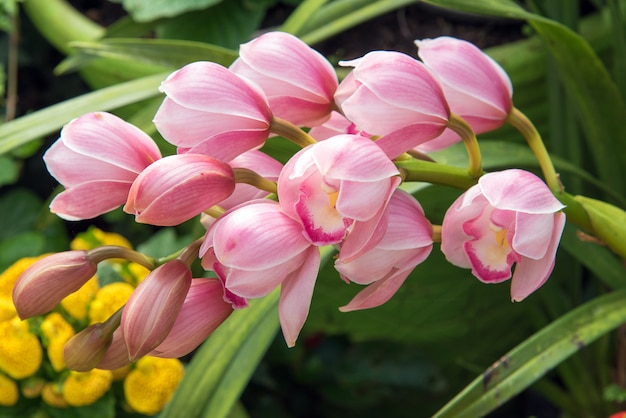 Bellissimo colore di orchidee Cymbidium