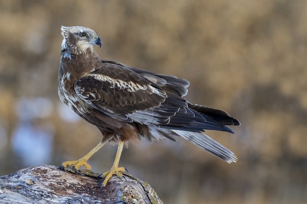 Bellissimo colpo di un maschio di falco di palude (Circus aeruginosus) nel campo