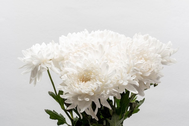 Bellissimo concetto di fiore Infiorescenza di crisantemo bianco in fiore isolato su sfondo grigio