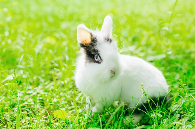 Bellissimo coniglio bambino bianco soffice che gioca nell'erba verde