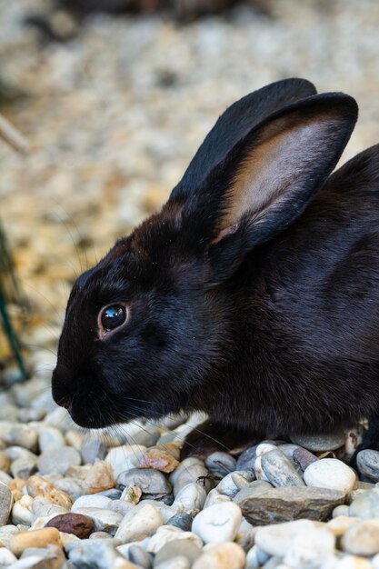 Bellissimo coniglio - mini lop è seduto fuori nella voliera