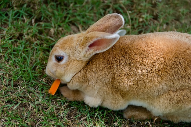 Bellissimo coniglio rosso sull'erba