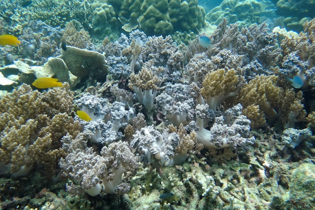 Bellissimo corallo staghorn sotto il mare