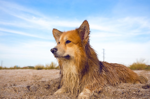 Bellissimo corgi soffice ritratto all'aperto