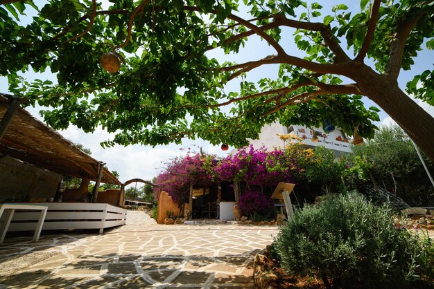 Bellissimo cortile di un'azienda olivicola