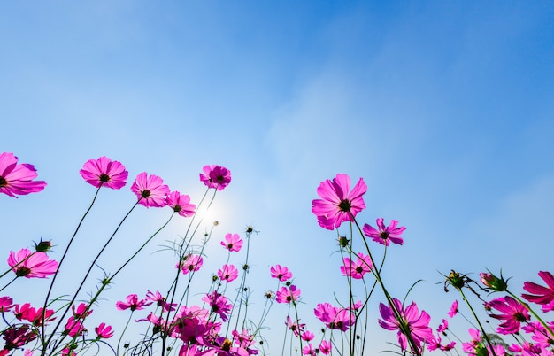 Bellissimo cosmo rosa con luce solare su sfondo blu cielo,