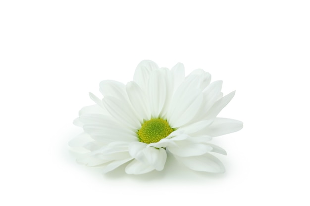 Bellissimo crisantemo bianco isolato su sfondo bianco.
