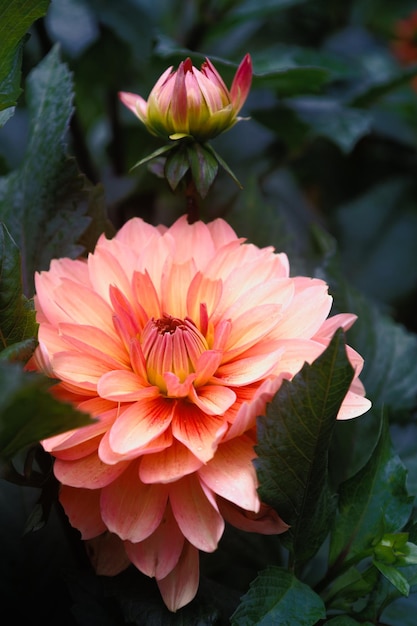 Bellissimo crisantemo negli sfondi naturali astratti del giardino della città