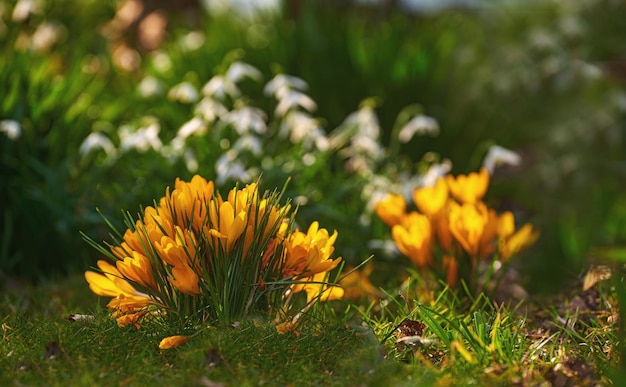 Bellissimo croco giallo in fiore Fiori graziosi che crescono in un campo aperto o in un prato in un parco pubblico o in un giardino formale Piante che germogliano e crescono Bellezza nella natura durante la primavera o l'estate