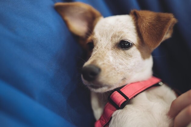 Bellissimo cucciolo che riposa dormendo dopo una giornata intensa