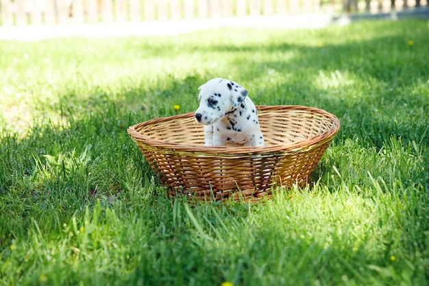 Bellissimo cucciolo dalmata all'aperto in estate seduto in un cesto di paglia fuori nel parco animali domestici attivi Amati animali sani e ben educati copiano lo spazio