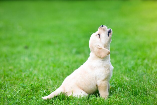 Bellissimo cucciolo di cane Labrador Retriever che gioca